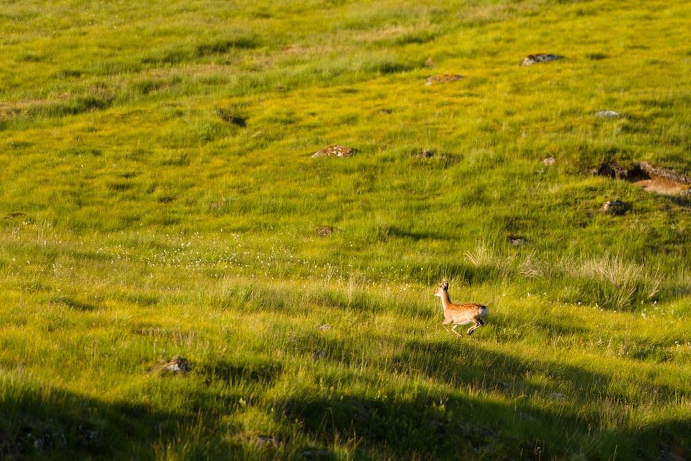 קינלוך ראנוך Dunalastair Hotel Suites מראה חיצוני תמונה A mountain hare in the Scottish Highlands